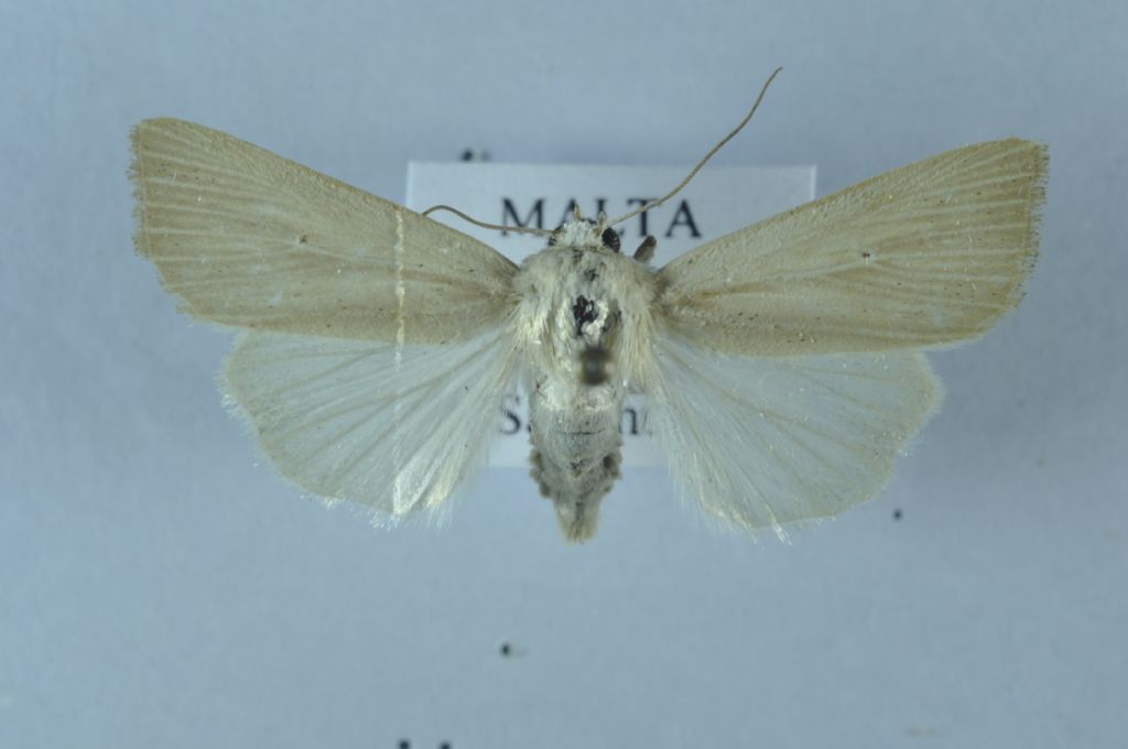 leucania da determinare